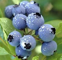 BÜYÜK SAKSIDA (45 LT) YOĞUN MEYVELİ 7 YAŞ DARROW ÇEŞİT BLUBERRY (YABAN MERİSİNİ) BOY 100-130 CM