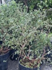 BÜYÜK SAKSIDA (45 LT) YOĞUN MEYVELİ 7 YAŞ DARROW ÇEŞİT BLUBERRY (YABAN MERİSİNİ) BOY 100-130 CM