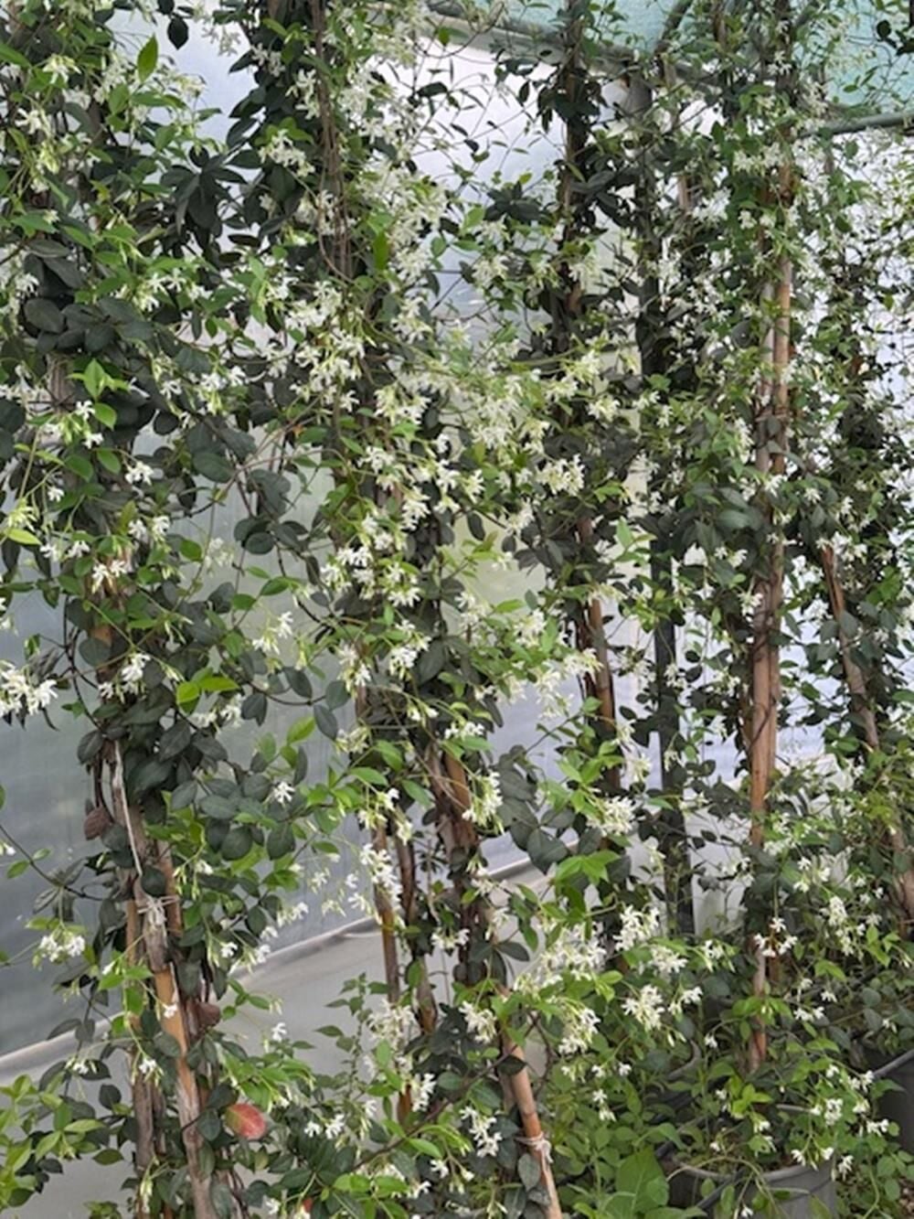 5 YAŞ 15 LT SAKSIDA  ÇOK DALLI ARAP YASEMİN FİDANI BOY 2,5-3 M