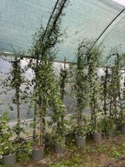 5 YAŞ 15 LT SAKSIDA  ÇOK DALLI ARAP YASEMİN FİDANI BOY 2,5-3 M