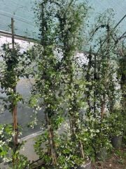 5 YAŞ 15 LT SAKSIDA  ÇOK DALLI ARAP YASEMİN FİDANI BOY 2,5-3 M