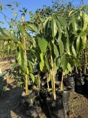 TÜPLÜ AŞILI  2 YAŞ LAMB HASS AVAKADO FİDANI BOY 100-120 CM