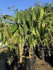 TÜPLÜ AŞILI  2 YAŞ LAMB HASS AVAKADO FİDANI BOY 100-120 CM