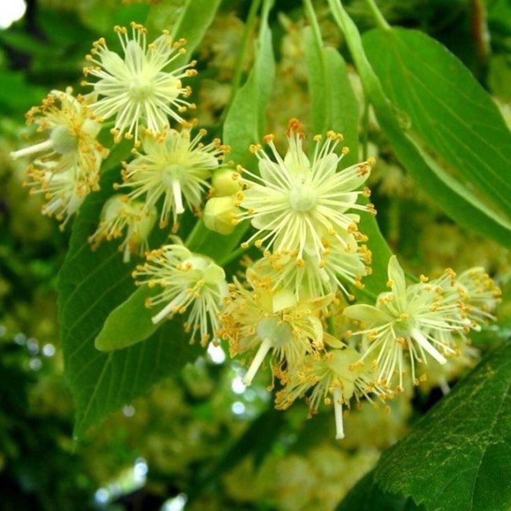 TÜPLÜ 4 YAŞ GENİŞ YAPRAKLI IHLAMUR(Tilia platyphyllos) B0Y 180-200CM