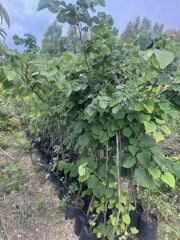 TÜPLÜ 4 YAŞ GENİŞ YAPRAKLI IHLAMUR(Tilia platyphyllos) B0Y 180-200CM