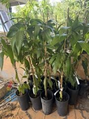 2 YAŞ ,SAKSIDA AŞILI KEİTT MANGO FİDANI BOY 80-100CM