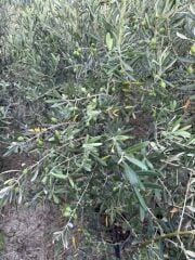 SAKSIDA 5 YAŞ MEYVELİ GEMLİK TRİLYE ZEYTİN FİDANI BOY 150-200 CM