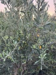 SAKSIDA 5 YAŞ MEYVELİ GEMLİK TRİLYE ZEYTİN FİDANI BOY 150-200 CM