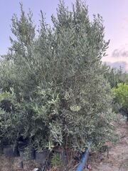 SAKSIDA 5 YAŞ MEYVELİ GEMLİK TRİLYE ZEYTİN FİDANI BOY 150-200 CM