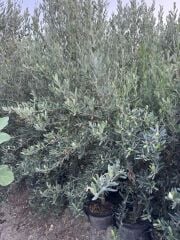 SAKSIDA 5 YAŞ MEYVELİ GEMLİK TRİLYE ZEYTİN FİDANI BOY 150-200 CM