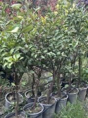 15 LT SAKSIDA 5 YAŞ SOĞUĞA DAYANIKLI,MEYVE VEREN MAYER LİMON FİDANI BOY 150-180 CM