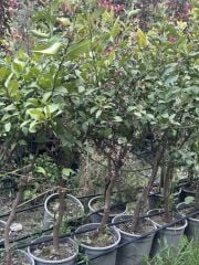 15 LT SAKSIDA 5 YAŞ SOĞUĞA DAYANIKLI,MEYVE VEREN MAYER LİMON FİDANI BOY 150-180 CM